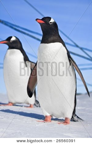 Pinguine auf den Hügeln von Schnee in der Antarktis bedeckt