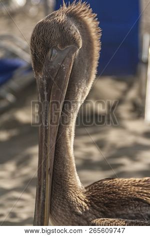 Pelican Found In A Beach In Ecuador Sourth America