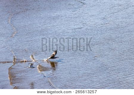Horizontal of a seagull taking off from the sandy shore of the harbor waters, in Caraquet, New Brunswick