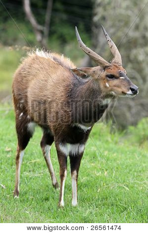 Bushbuck Antelope
