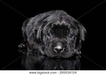 Cute Black Labrador Retriver Puppy Lying On Dark Background. Baby Animal Theme