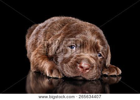 Chocolate Labrador Retriver Puppy On Black Background
