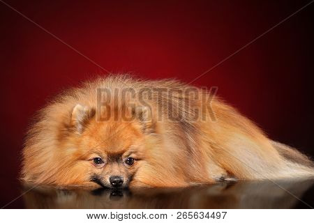 Spitz Dog Lying Down On Dark Red Background. Animal Themes