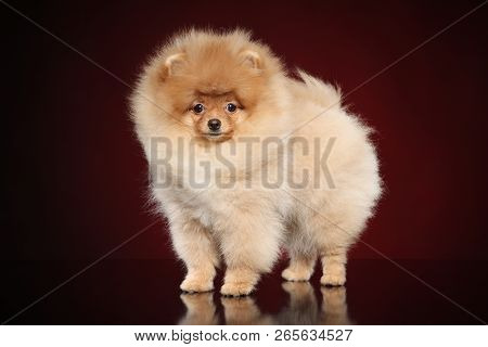 Shaggy Pomeranian Spitz Puppy In Stand On Dark-red Background