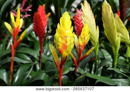 Yellow And Red Flowers Of Tropical Plant Vriesia (lat. Vriesea)