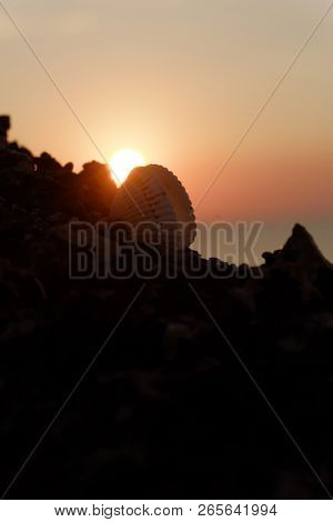 Sea Shell On Rock In Front Of Setting Sun