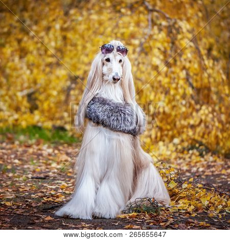 Stylish, Fashionable Dog,  Afghan Hound In A Fur Manto And  Against The Background Of The Autumn For