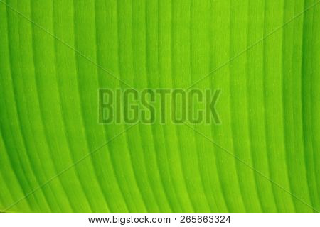 Close Up Green Banana Leaf With Warm Light For Background Texture