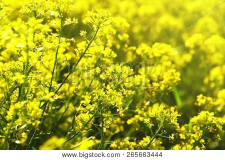 Yellow Flowers Of Barbarea Vulgaris (herb Barbara, Winter Cress Or Yellow Rocket). Close-up