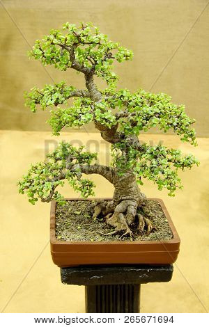 Bonsai Tree, Jade, Portulacaria Afra, Bonsai Tree Exhibition At Pune