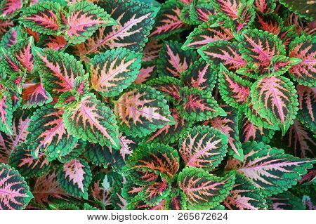 Red And Green Leaves Of The Coleus Plant