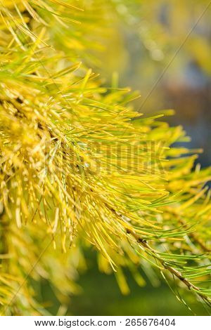 Yellow Sprig Of European Larch Or Larix Decidua On Blurred Background. Branch Of Larch