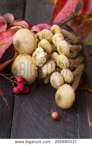 Agaric Honey Mushrooms In A Wooden Bowl Over White Wooden Background,agaric Honey Mushrooms