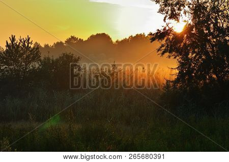 Morning Fog In The Middle Of The Steppe And Trees, Sunshine