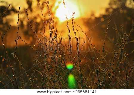 Steppe Grass Under The Morning Sunlight, Close-up. Dawn, Bright Light, Fog
