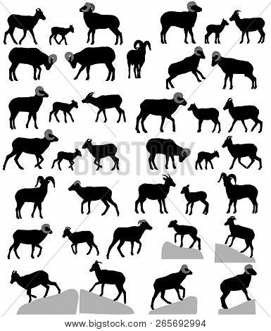 Collection Of Silhouettes Of Bighorn Sheeps, Rams And Lambs