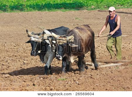 PINAR DEL RIO, CUBA-Outubro 1:Farmer arar seu campo Outubro 1,2011 em Pinar del Rio.In a última th