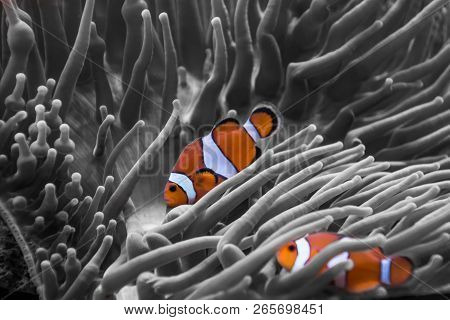 Anemone Clown Fish Orange And White Stripes
