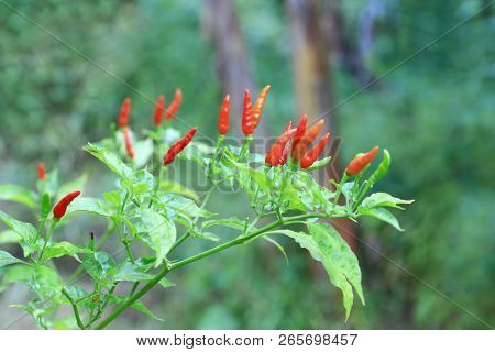 Red Chilli In Organic Farm Of Thailand.