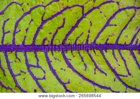 Magenta Red And Green Sorrel Growing Wild Big Leafs