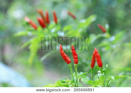 Red Chilli In Organic Farm Of Thailand.