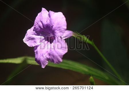 Thai Flower : Ruellia Tuberosa Is A Species Of Flowering Plant In The Acanthaceae Family. Its Native