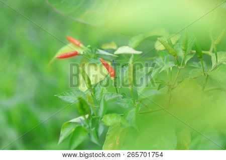 An Image Of Chilli In Organic Farm Of Thailand.