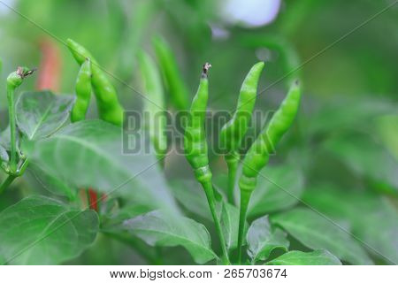 Green Chilli In Organic Farm Of Chili Organic Garden In Thailand.
