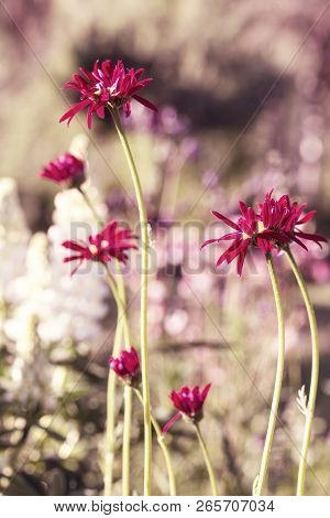 Beautiful Meadow Field With Wild Flowers. Spring Or Summer Wildflowers Closeup. Health Care Concept.