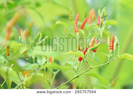 Green Chilli In Organic Farm Of Chili Organic Garden In Thailand.