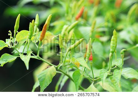 Green Chilli In Organic Farm Of Chili Organic Garden In Thailand.