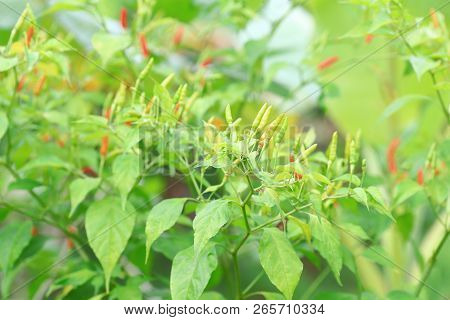 Green Chilli In Organic Farm Of Chili Organic Garden In Thailand.
