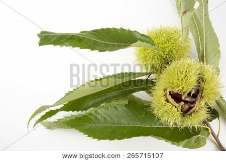 Ripe Chestnuts Close Up. Raw Chestnuts For Christmas. Fresh Sweet Chestnut. Castanea Sativa Top Wiew