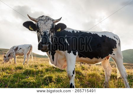 A Witrik Cow In The Italian Dolomites Near The Giau Pass.