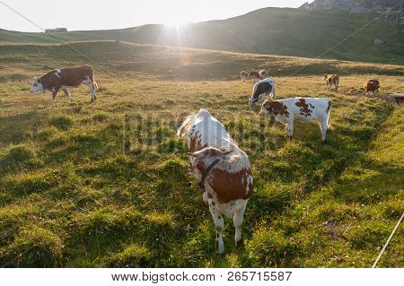 A Witrik Cow In The Italian Dolomites Near The Giau Pass.