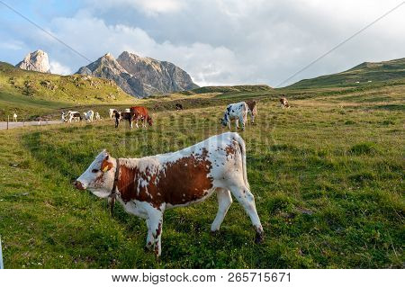 A Witrik Cow In The Italian Dolomites Near The Giau Pass.
