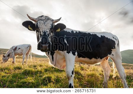 A Witrik Cow In The Italian Dolomites Near The Giau Pass.