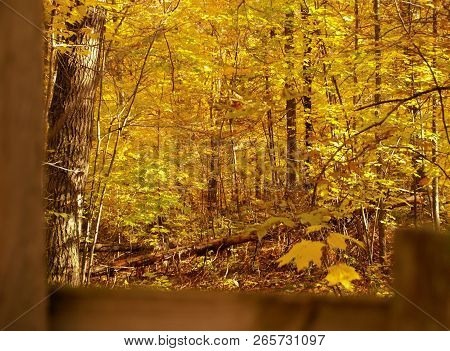 Looking Over A Fence At Yellow Leaves In Autumn Near Hinckley Minnesota