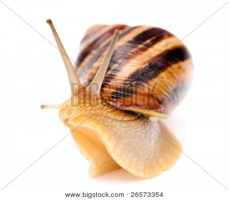 Grande caracol jardim isolado em um fundo branco