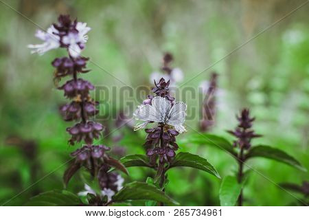Flowering Thai Basil In The Garden Purple Spice Thai Vietnamese Cuisine