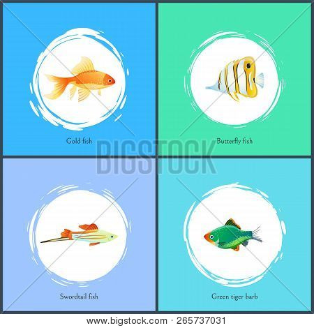Gold Fish And Green Tiger Barb Posters Set. Marine Biodiversity With Swordtail And Butterfly Types. 