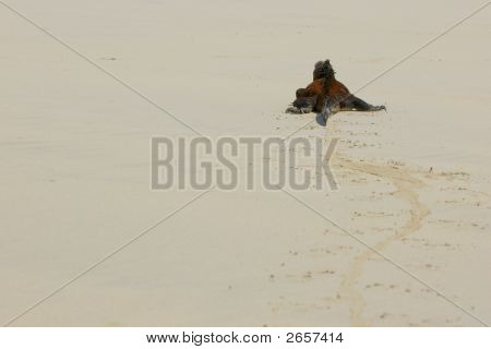 Beach deniz Iguana