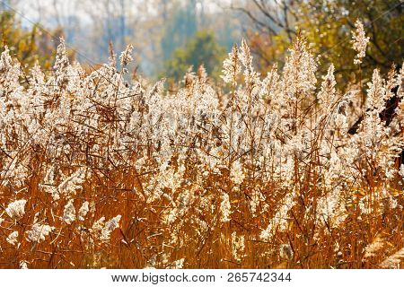 Bright Autumn Grass Lit By The Sun (latin Name Saccharum Spontaneum). Background Image, Soft Focus, 