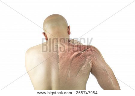 Shoulder Muscle Injury White Background Shoulder Pain