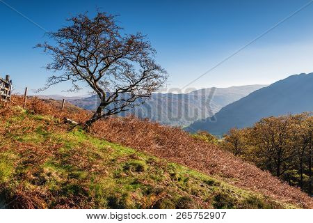 Single Tree Overlooks Borrowdale Valley, In The English Lake District Which Has Been Awarded The Sta