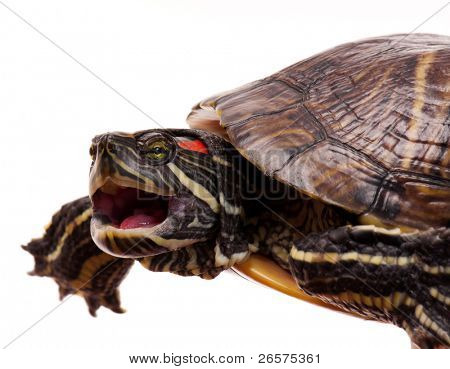 Smukke skildpadde isoleret på hvid baggrund