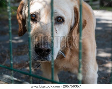 An Old Mongrel Dog Sadly Looks Through The Grate Of An Animal Shelter.