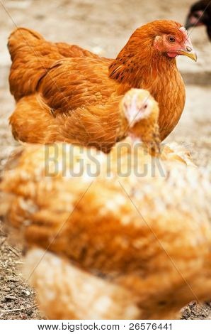 Unge cock og høns gå på gårdspladsen