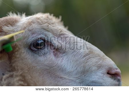 Portrait Of A Sheep At A Farm In Sweden