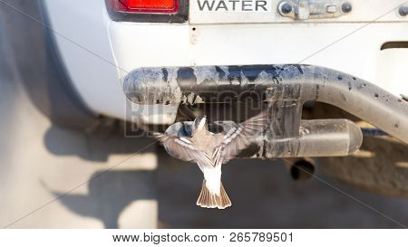 White Browed Weaver (plocepasser Mahali) Drinking Water From A Tap, Botswana